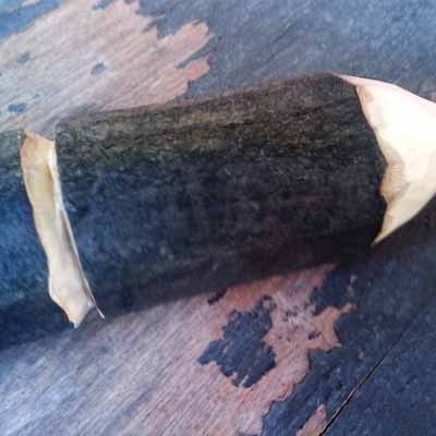 whittled wooden stick